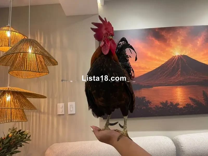 DISFRUTE DE LAS VIVENCIAS DE UNA DAMA +503 7351 1003 - 4